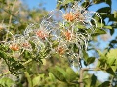 Clematis brachiata