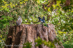 Sciurus carolinensis