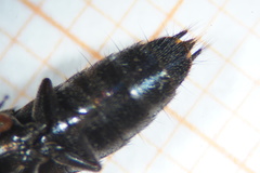 Philonthus carbonarius