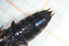 Philonthus carbonarius