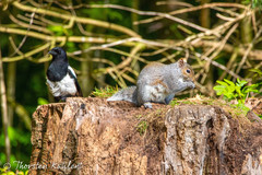 Sciurus carolinensis
