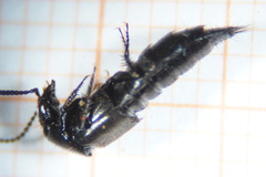 Philonthus carbonarius