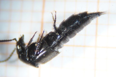 Philonthus carbonarius