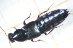 Philonthus carbonarius