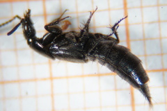 Philonthus carbonarius