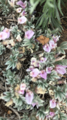 Astragalus tridactylicus