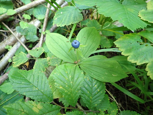 Herb Paris