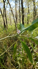 Solanum glaucophyllum