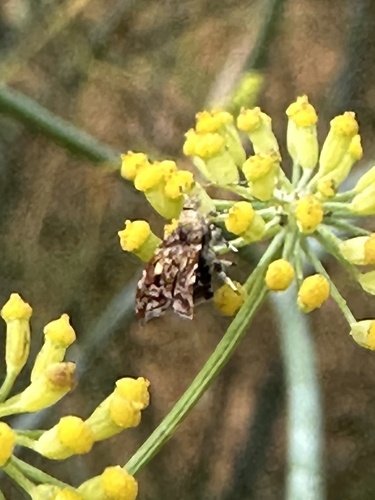 Choreutis sexfasciella photo 5