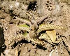 Kalanchoe daigremontiana