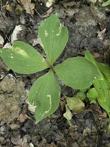Herb Paris