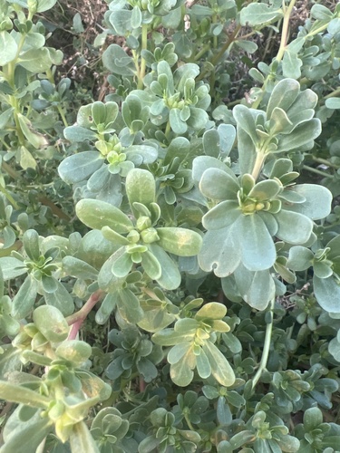 Common Purslane