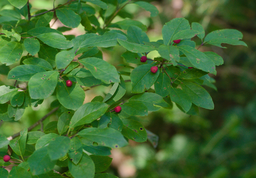 Catberry (Ilex mucronata)