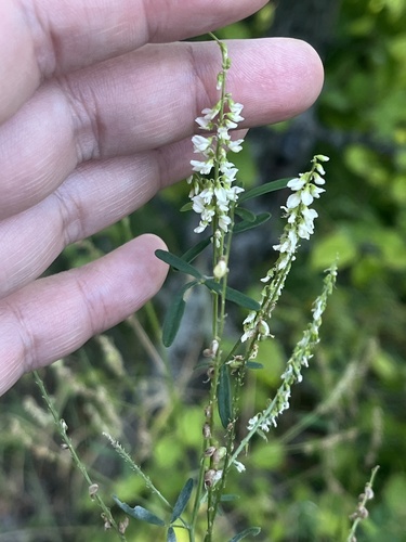 White Sweetclover