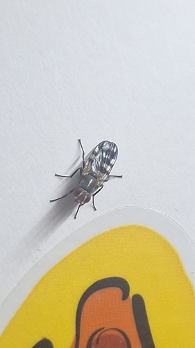 Band-winged Wingwaver