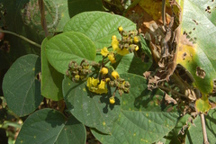 Stigmaphyllon bonariense