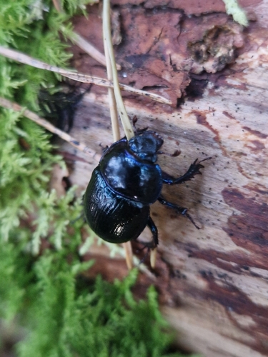 Woodland Dor Beetle