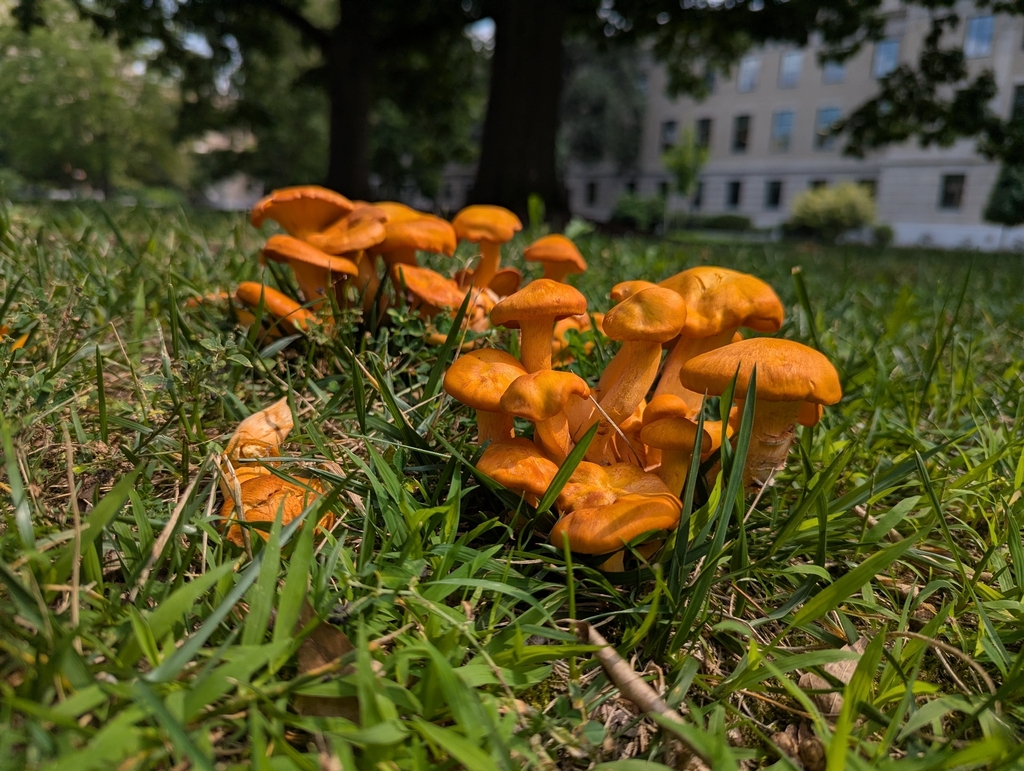 Eastern American jack-o'-lantern · August 2026 · photo: Photo: no rights reserved · iNaturalist
