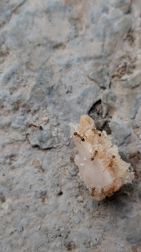 Pallid Big-headed Ant