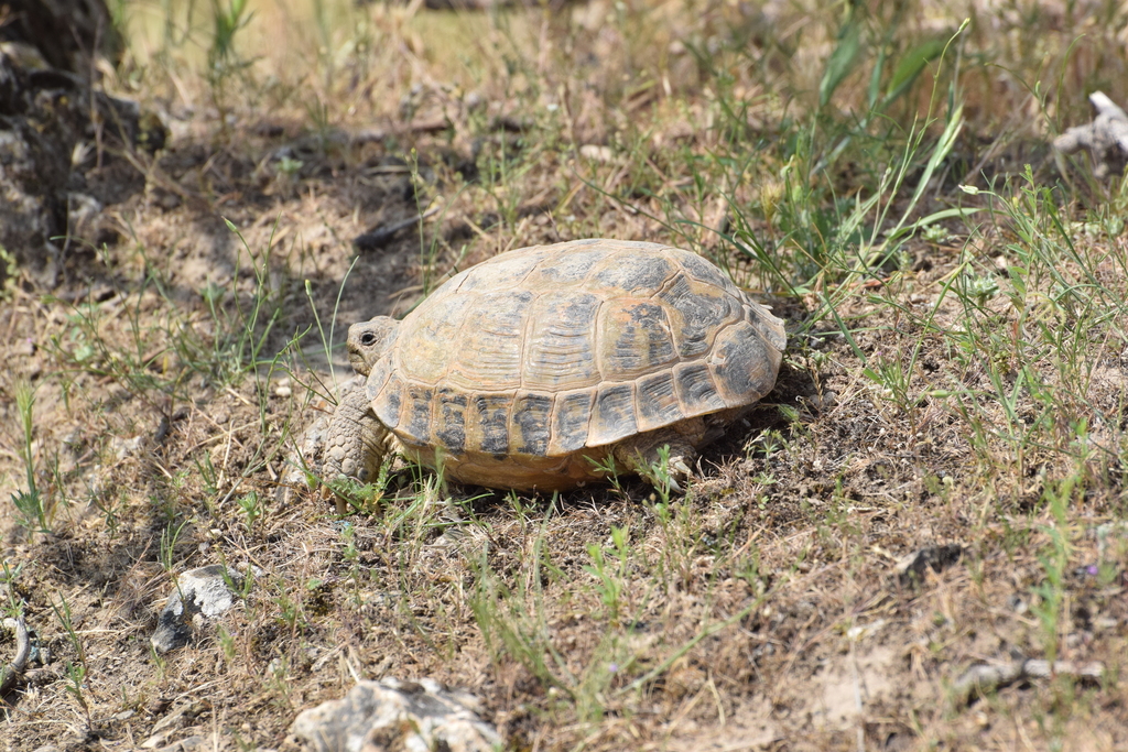 ﻿Fergana Valley Steppe Tortoise in May 2019 by Lada Lisachova · iNaturalist