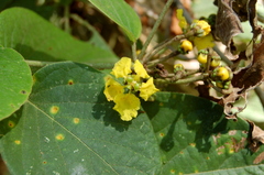 Stigmaphyllon bonariense