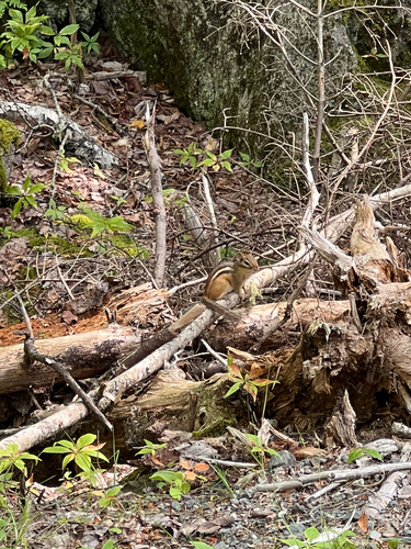 Eastern Chipmunk
