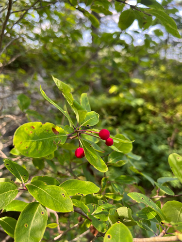 Mountain holly