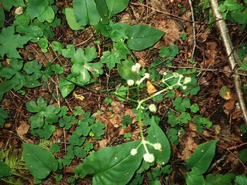 wood sanicle