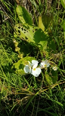Echinodorus grandiflorus