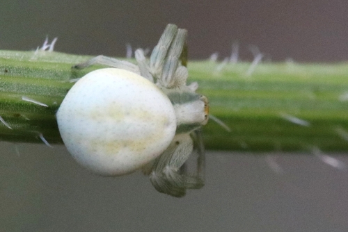 Veränderliche Krabbenspinne