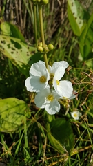 Echinodorus grandiflorus