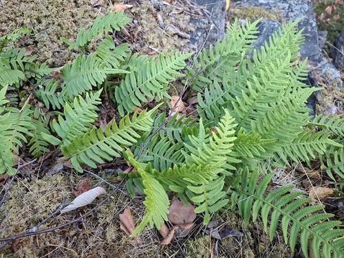 common polypody