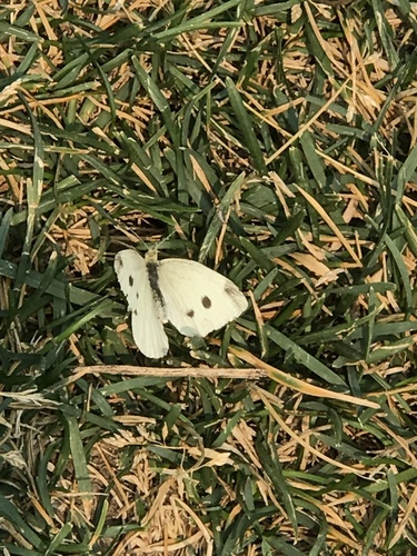Small White