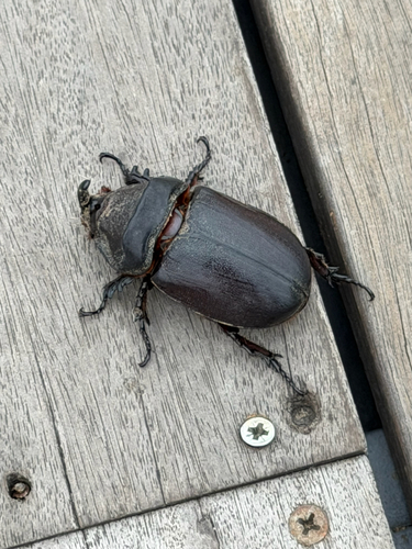 Oryctes owariensis