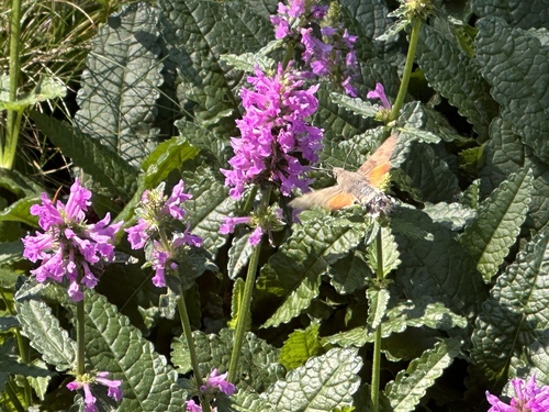 Eurasian Hummingbird Hawkmoth