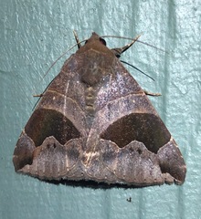 Bastilla solomonensis