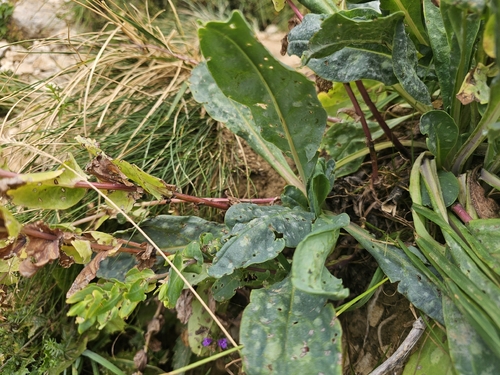 Cerinthe glabra, photograph 1