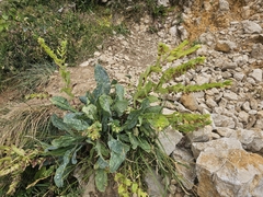 Cerinthe glabra, photograph (c) Clément Maouche, some rights reserved (CC BY)