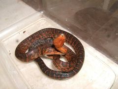 Chilabothrus striatus