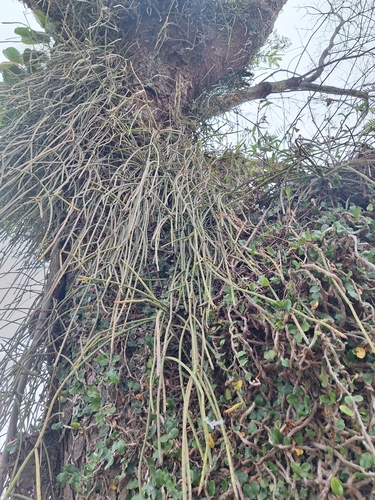 Rhipsalis floccosa, photograph 4