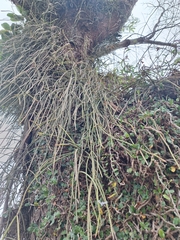 Rhipsalis floccosa, photograph (c) Rocío Esmeralda Pose, some rights reserved (CC BY)