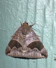 Bastilla solomonensis