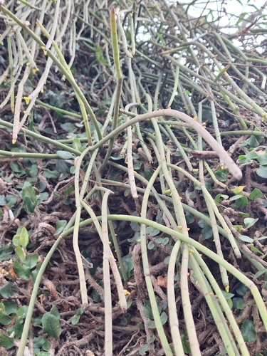Rhipsalis floccosa, photograph 5
