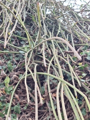 Rhipsalis floccosa, photograph (c) Rocío Esmeralda Pose, some rights reserved (CC BY)