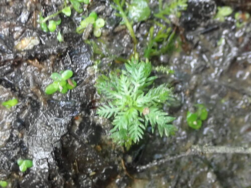 Water Violet