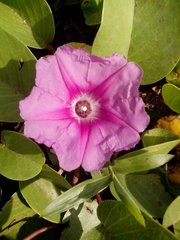 Ipomoea pes-caprae