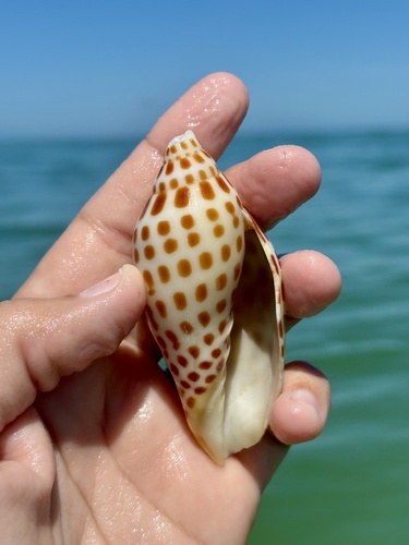 Scaphella junonia observed 2026-08-11