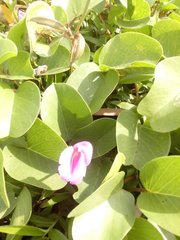 Ipomoea pes-caprae