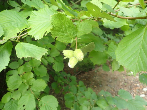 common hazel