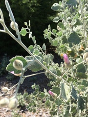 Malacothamnus niveus